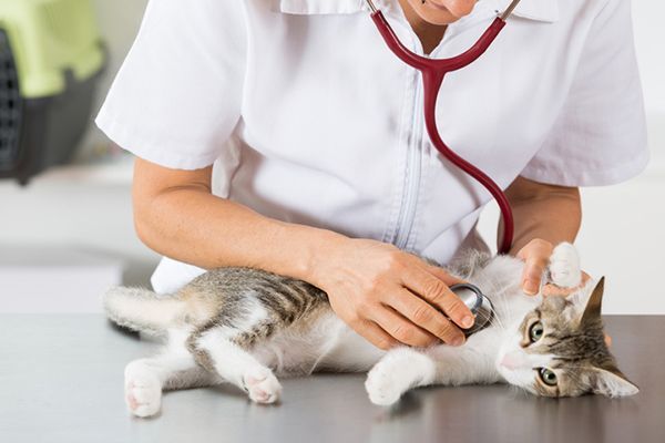 Tips Memilih Makanan Sehat untuk Hewan Peliharaan Kesayangan